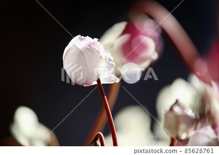 Sunlit cyclamen 85628761