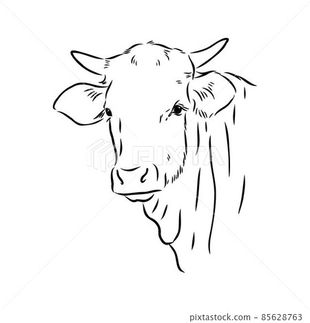 Isolated cow eating grass on a white background. Black and white sketch line silhouette vector illustration. 85628763