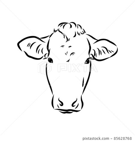 Isolated cow eating grass on a white background. Black and white sketch line silhouette vector illustration. Isolated cow eating grass on a white background. Black and white sketch line silhouette vector illustration. 85628768