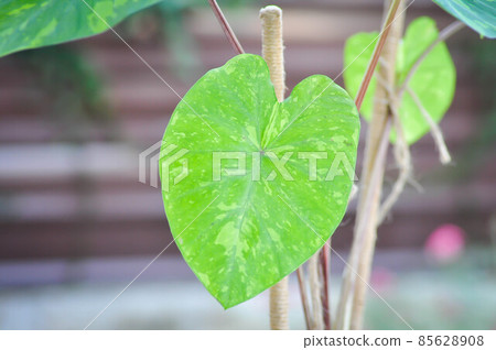 Colocasia esculenta, Lemon Lime Gecko or Colocasia Colocasia esculenta, Lemon Lime Gecko or Colocasia 85628908