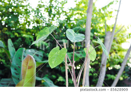 Colocasia esculenta, Lemon Lime Gecko or Colocasia Colocasia esculenta, Lemon Lime Gecko or Colocasia 85628909