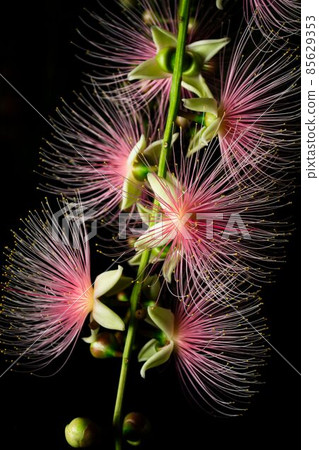 玉蕊 玉蕊 85629353