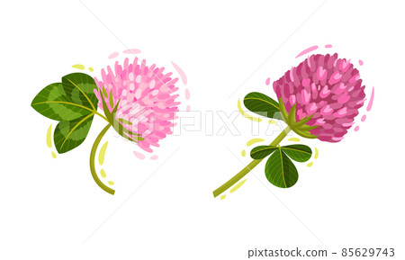 Pink Trifolium or Clover Flower Head on Green Stem with Trifoliate Leaves Vector Set Pink Trifolium or Clover Flower Head on Green Stem with Trifoliate Leaves Vector Set 85629743