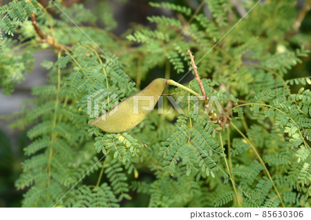 Bird of paradise Bird of paradise 85630306