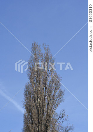 Lombardy poplar Lombardy poplar 85630310