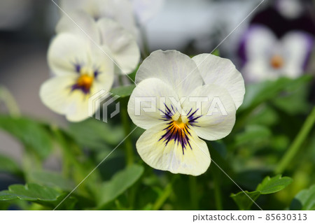 Horned violet 85630313