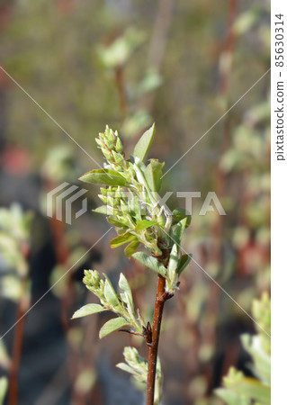 Alder-leaved serviceberry Obelisk 85630314