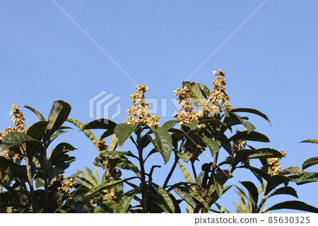 Japanese medlar 85630325