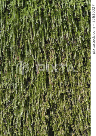 Rosemary leaves 85630327