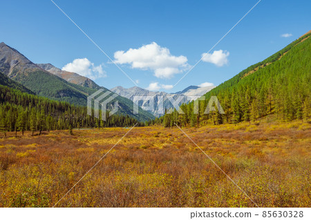 Bright sunny autumn landscape with sunlit gold valley with green fir trees on mountainside under blue sky. Awesome alpine scenery with beautiful mountains in golden sunshine in autumn colors. 85630328