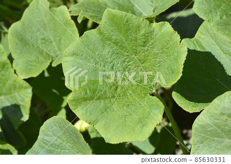 Giant pumpkin 85630331