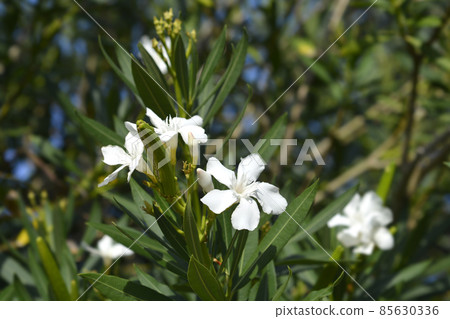 Common oleander 85630336
