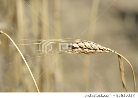 Durum wheat Durum wheat 85630337