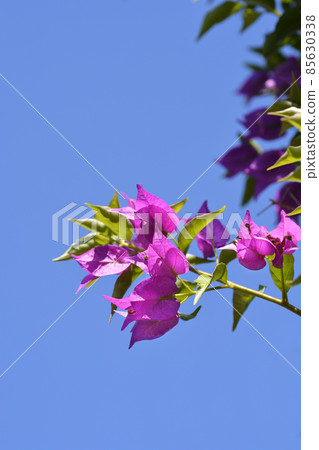 Bougainvillea Sanderiana 85630338
