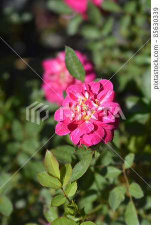 Rose Purple Rain Rose Purple Rain 85630339