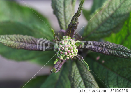 Blossom buds on Baby Joe Pye plants Blossom buds on Baby Joe Pye plants 85630358