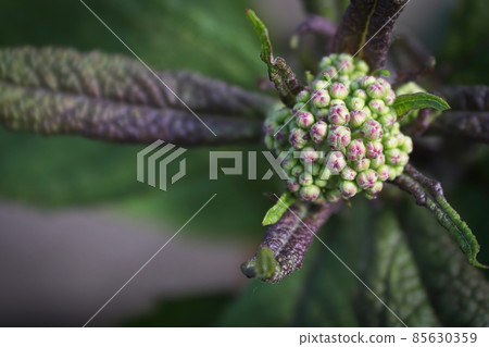 Blossom buds on Baby Joe Pye plants 85630359