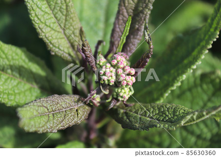 Blossom buds on Baby Joe Pye plants 85630360