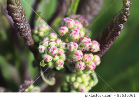Macro view of flower buds on a Baby Joe Pye plant 85630361