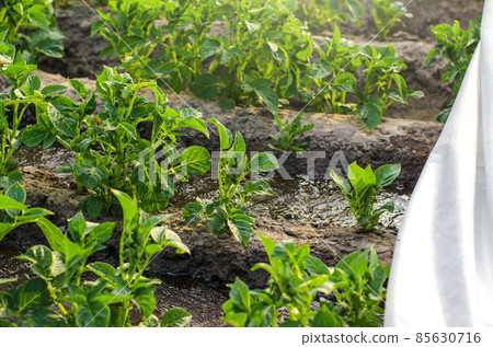 Potato bushes watered on the field and protective fiber set off. Watering and care of crop. Covering the field with a white cloth to protect it from temperature changes and cold wind in early spring. 85630716