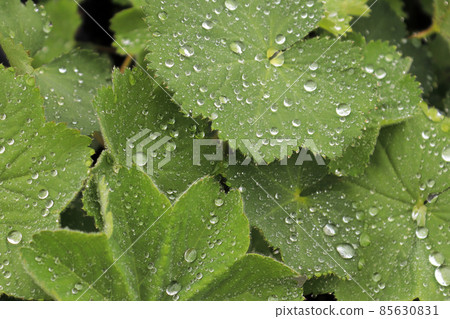 Macro view of leaves on a Ladys Mantle covered in water 85630831