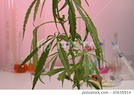 Cannabis Plant and Glassware in a Chemical Labs with Pink Background Cannabis Plant and Glassware in a Chemical Labs with Pink Background 85630914
