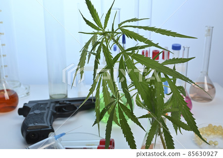 Cannabis Plant with Gun in Illegal Chemical Drugs Labs with Sky Blue Background Cannabis Plant with Gun in Illegal Chemical Drugs Labs with Sky Blue Background 85630927