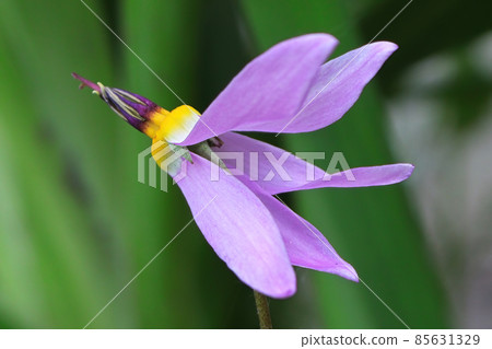 Macro view of the flowers on a Shooting Star Plant 85631329