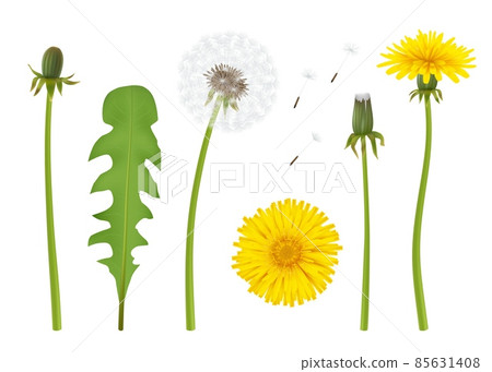 Dandelion. Realistic yellow flower with leaf beautiful dandelion with transparent parts decent vector illustration isolated Dandelion. Realistic yellow flower with leaf beautiful dandelion with transparent parts decent vector illustration isolated 85631408