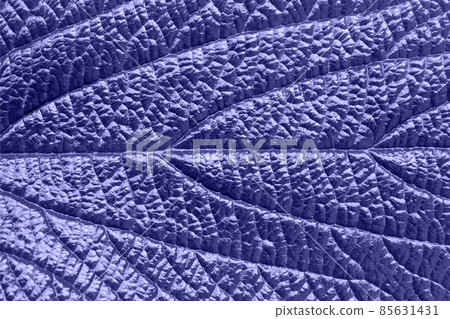 Deeply veined leaf background in trendy color of the year 2022 very peri. Deeply veined leaf background in trendy color of the year 2022 very peri. 85631431