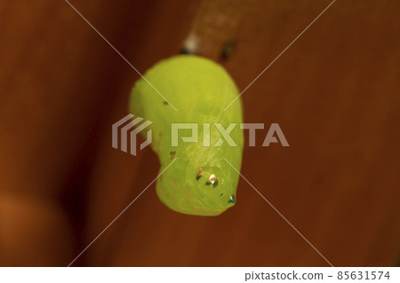 板栗虎蛹 板栗虎蛹 85631574