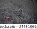 香棒 85631694
