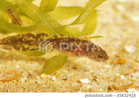 Closeup on a dark colored larvae of the Hokkaido salamander,Hynobius retardatus , endemic to Japan underwater Closeup on a dark colored larvae of the Hokkaido salamander,Hynobius retardatus , endemic to Japan underwater 85632428