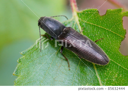 Closeup on one of the more common clicking beetles, Athous haemorrhoidalis , hanging on a green leaf 85632444