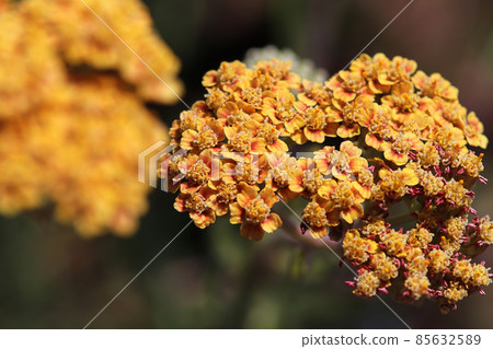 Macro side view of flowers on a Yarrow plant 85632589