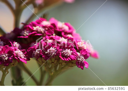 Macro side view of flowers on a Yarrow plant 85632591