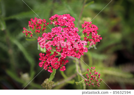 Closeup of Yarrow plant blooming in the garden 85632594