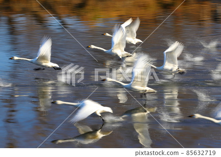 Swan landing site in Kawajima-cho, Hiki-gun, Saitama Prefecture 85632719