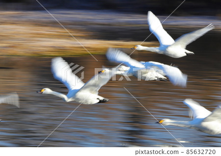 Swan landing site in Kawajima-cho, Hiki-gun, Saitama Prefecture 85632720