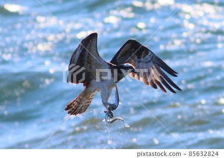 《Chigasaki City / Yanagishima Kaigan》 Osprey that catches needlefish and jumps up 85632824