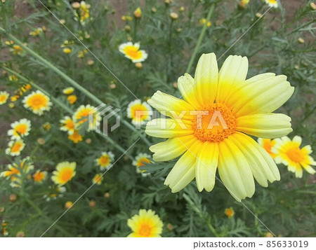五月盛開的春菊（菜）花 85633019