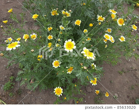 五月盛開的春菊(菜)花 五月盛開的春菊(菜)花 85633020