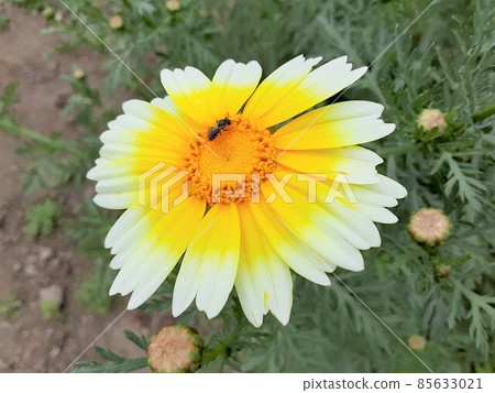 Spring chrysanthemum (vegetable) flowers blooming in May Spring chrysanthemum (vegetable) flowers blooming in May 85633021