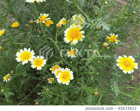 Spring chrysanthemum (vegetable) flowers blooming in May Spring chrysanthemum (vegetable) flowers blooming in May 85633022