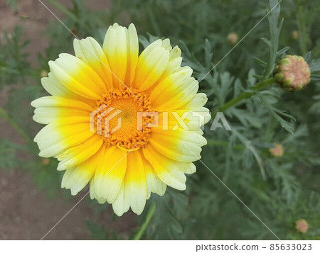 Spring chrysanthemum (vegetable) flowers blooming in May Spring chrysanthemum (vegetable) flowers blooming in May 85633023