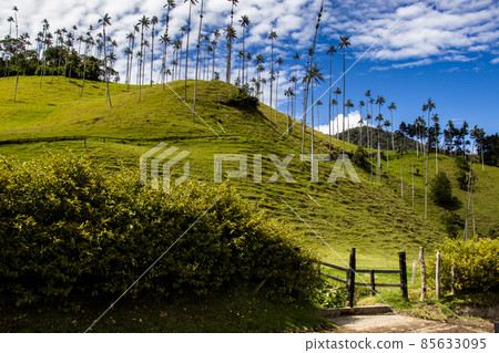 View of the beautiful cloud forest and the Quindio Wax Palms at the Cocora Valley located in Salento in the Quindio region in Colombia 85633095