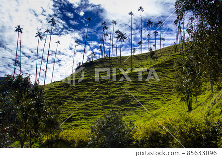 View of the beautiful cloud forest and the Quindio Wax Palms at the Cocora Valley located in Salento in the Quindio region in Colombia 85633096