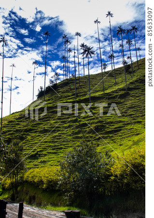 View of the beautiful cloud forest and the Quindio Wax Palms at the Cocora Valley located in Salento in the Quindio region in Colombia 85633097