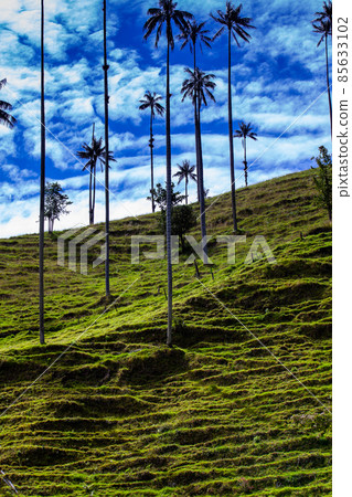View of the beautiful cloud forest and the Quindio Wax Palms at the Cocora Valley located in Salento in the Quindio region in Colombia 85633102