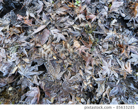 凍秋葉和霜柱 85633285